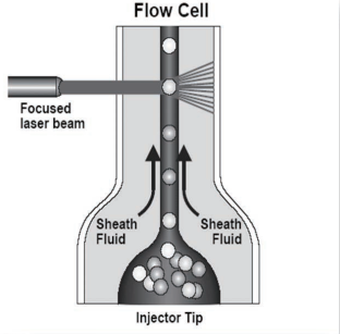 Dòng tế bào được chiếu tia laser để xác định các thành phần bạch cầu